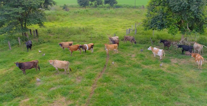 ITANHANGÁ - PREFEITURA FORTALECE A PECUÁRIA LEITEIRA